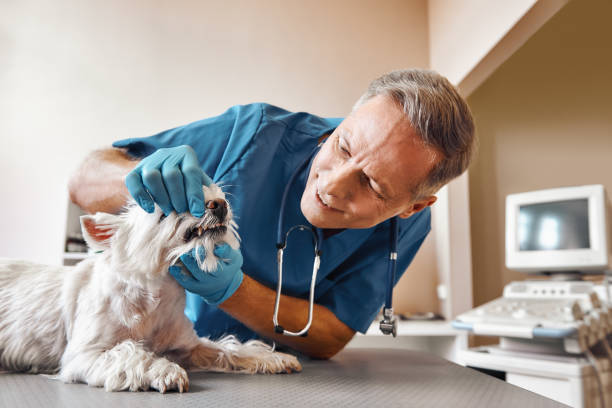 Best Emergency Dental Care for Abscessed Tooth in Williamstown, NJ
